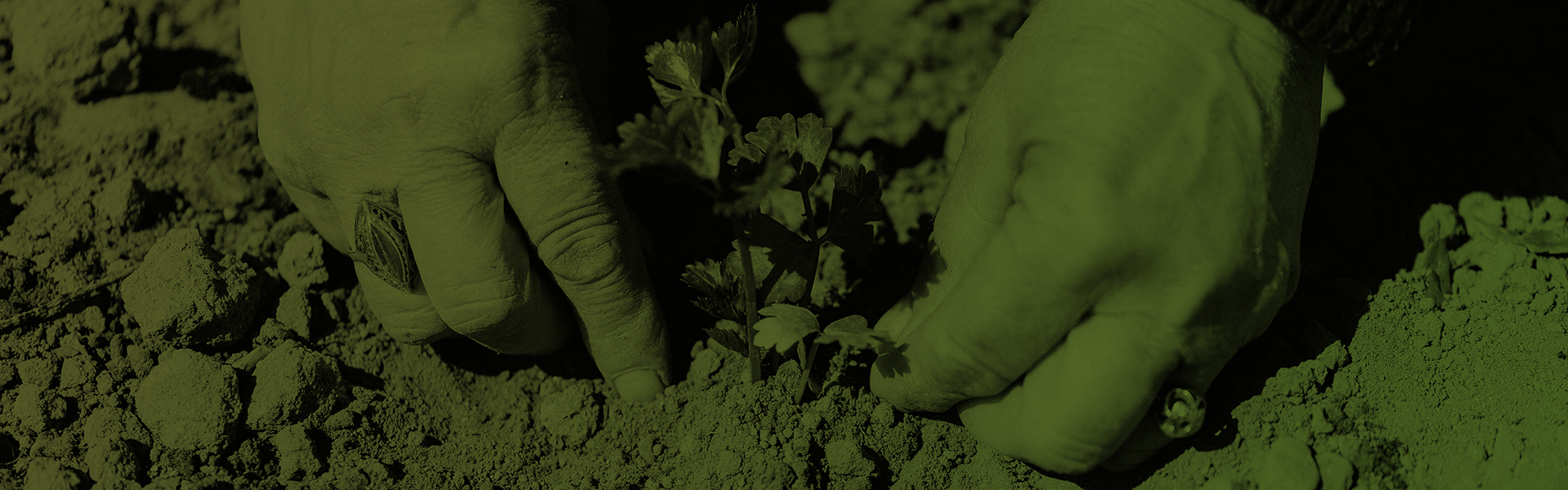 Stock photograph, tinted green showing hands planting parsley in dry sandy soil